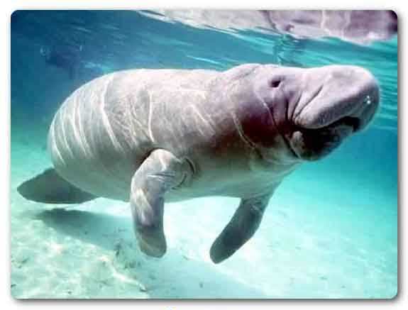 Andaman and Nicobar state animal, Dugong dugong, Sea cow